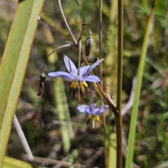 Dianella revoluta var. revoluta at QPRC LGA - 13 Nov 2023