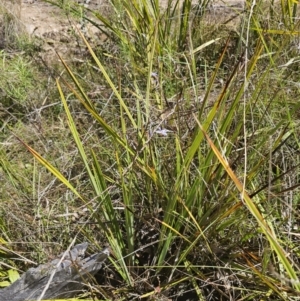 Dianella revoluta var. revoluta at QPRC LGA - 13 Nov 2023