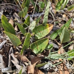 Hardenbergia violacea (False Sarsaparilla) at Captains Flat, NSW - 13 Nov 2023 by Csteele4
