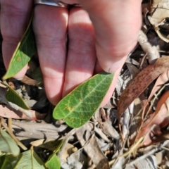 Hardenbergia violacea at QPRC LGA - 13 Nov 2023