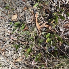 Hardenbergia violacea at QPRC LGA - 13 Nov 2023