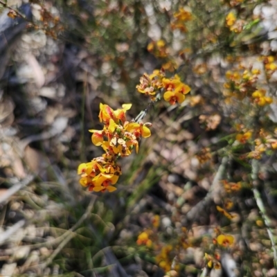 Dillwynia sericea (Egg And Bacon Peas) at Captains Flat, NSW - 13 Nov 2023 by Csteele4