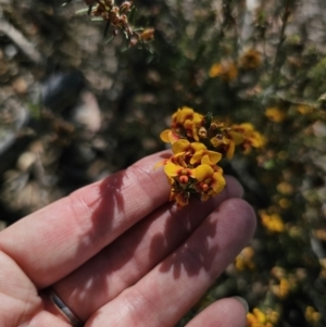 Dillwynia sericea at QPRC LGA - 13 Nov 2023 02:59 PM