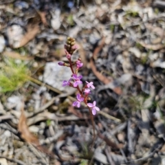 Stylidium graminifolium (Grass Triggerplant) at Captains Flat, NSW - 13 Nov 2023 by Csteele4