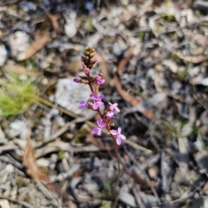 Stylidium graminifolium at QPRC LGA - 13 Nov 2023