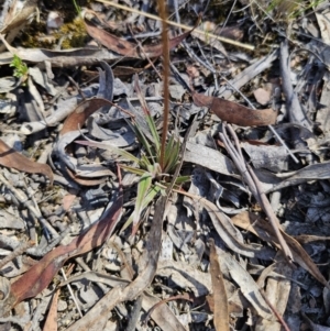 Stylidium graminifolium at QPRC LGA - 13 Nov 2023 02:57 PM