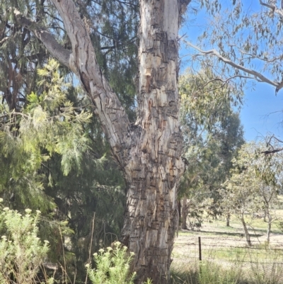 Eucalyptus rubida (Candlebark) at Captains Flat, NSW - 13 Nov 2023 by Csteele4