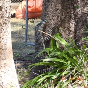 Varanus varius at Wollondilly Local Government Area - suppressed