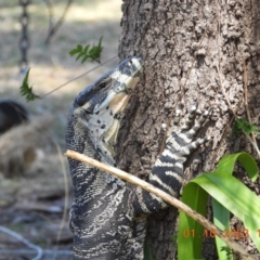 Varanus varius at Wollondilly Local Government Area - suppressed