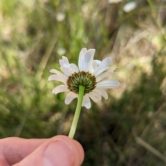 Leucanthemum vulgare (Ox-eye Daisy) at Jedbinbilla - 13 Nov 2023 by Mungo