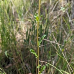 Leucanthemum vulgare at Jedbinbilla - 13 Nov 2023