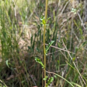 Leucanthemum vulgare at Jedbinbilla - 13 Nov 2023
