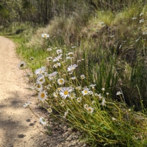 Leucanthemum vulgare at Jedbinbilla - 13 Nov 2023