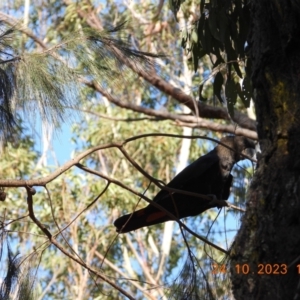 Calyptorhynchus lathami at Wollondilly Local Government Area - 24 Oct 2023