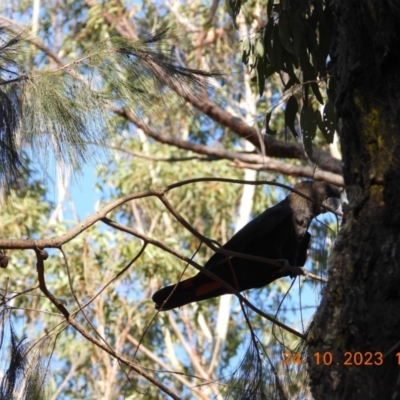 Calyptorhynchus lathami (Glossy Black-Cockatoo) at Oakdale, NSW - 24 Oct 2023 by bufferzone