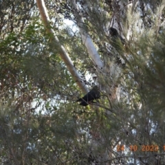 Calyptorhynchus lathami lathami at Wollondilly Local Government Area - suppressed