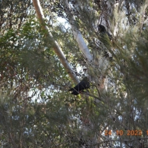 Calyptorhynchus lathami lathami at Wollondilly Local Government Area - 24 Oct 2023