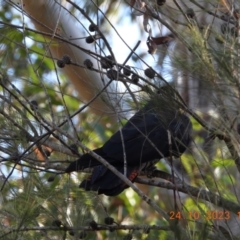 Calyptorhynchus lathami lathami at Wollondilly Local Government Area - 24 Oct 2023