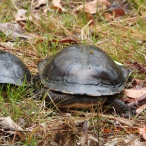 Chelodina longicollis at Wollondilly Local Government Area - suppressed