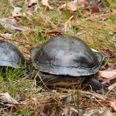 Chelodina longicollis (Eastern Long-necked Turtle) at Wollondilly Local Government Area - 3 Nov 2023 by bufferzone