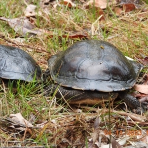 Chelodina longicollis at Wollondilly Local Government Area - 4 Nov 2023