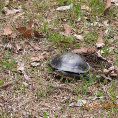 Chelodina longicollis (Eastern Long-necked Turtle) at Oakdale, NSW - 13 Nov 2023 by bufferzone