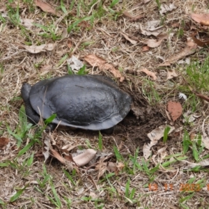 Chelodina longicollis at Wollondilly Local Government Area - suppressed