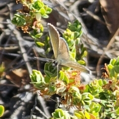 Neolucia agricola (Fringed Heath-blue) at Primrose Valley, NSW - 13 Nov 2023 by Csteele4