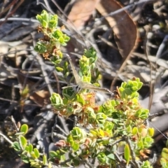 Neolucia agricola at QPRC LGA - 13 Nov 2023 04:30 PM