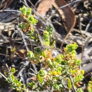 Neolucia agricola at QPRC LGA - 13 Nov 2023 04:30 PM