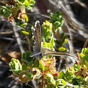 Neolucia agricola at QPRC LGA - 13 Nov 2023 04:30 PM