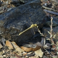 Austrogomphus guerini (Yellow-striped Hunter) at Yanununbeyan National Park - 13 Nov 2023 by Csteele4