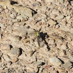 Austrogomphus guerini at QPRC LGA - 13 Nov 2023