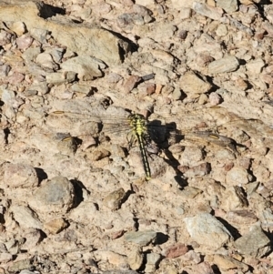 Austrogomphus guerini at QPRC LGA - 13 Nov 2023