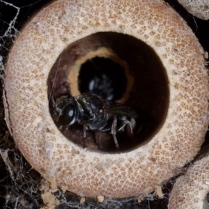 Crabronidae (family) at Murrumbateman, NSW - 13 Nov 2023 06:10 PM