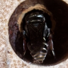 Crabronidae (family) at Murrumbateman, NSW - 13 Nov 2023 06:10 PM