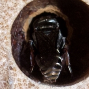 Crabronidae (family) at Murrumbateman, NSW - 13 Nov 2023 06:10 PM