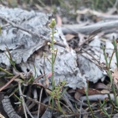 Choretrum pauciflorum (Dwarf Sour Bush) at Bungendore, NSW - 13 Nov 2023 by clarehoneydove