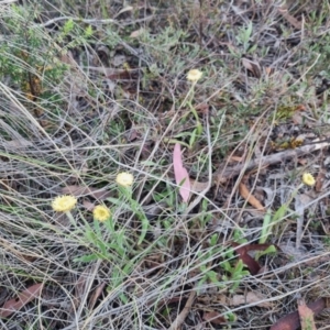 Coronidium scorpioides at QPRC LGA - 13 Nov 2023