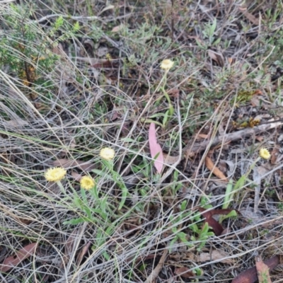 Coronidium scorpioides (Button Everlasting) at QPRC LGA - 13 Nov 2023 by clarehoneydove