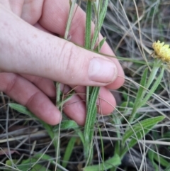 Coronidium scorpioides at QPRC LGA - 13 Nov 2023