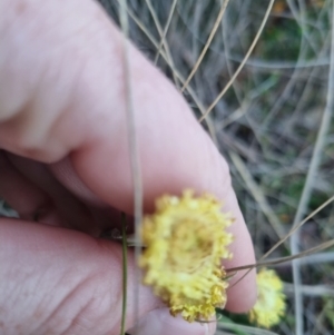 Coronidium scorpioides at QPRC LGA - 13 Nov 2023