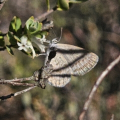 Zizina otis (Common Grass-Blue) at Yanununbeyan National Park - 13 Nov 2023 by Csteele4