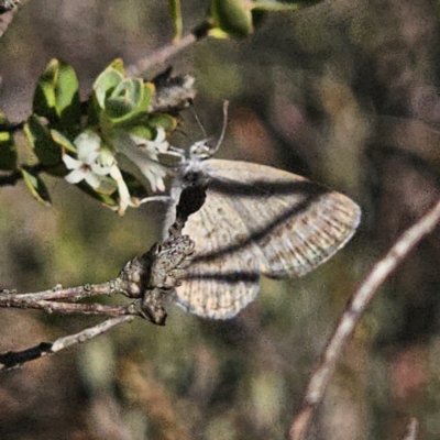 Zizina otis (Common Grass-Blue) at Primrose Valley, NSW - 13 Nov 2023 by Csteele4