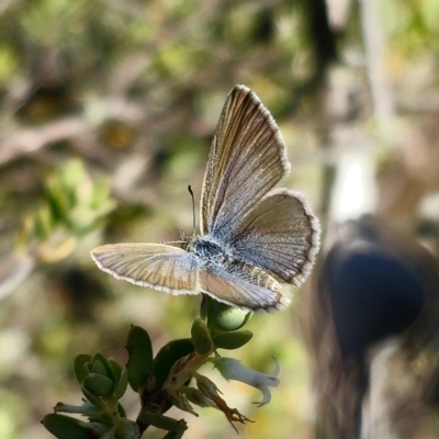 Zizina otis (Common Grass-Blue) at Yanununbeyan National Park - 13 Nov 2023 by Csteele4