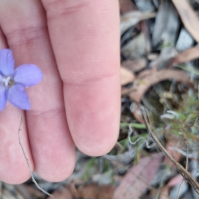 Wahlenbergia stricta subsp. stricta (Tall Bluebell) at Bungendore, NSW - 13 Nov 2023 by clarehoneydove