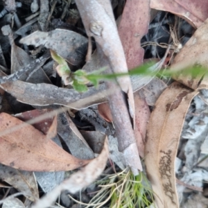 Wahlenbergia stricta subsp. stricta at QPRC LGA - suppressed