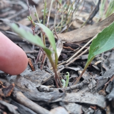 Goodenia hederacea subsp. hederacea (Ivy Goodenia, Forest Goodenia) at Bungendore, NSW - 13 Nov 2023 by clarehoneydove