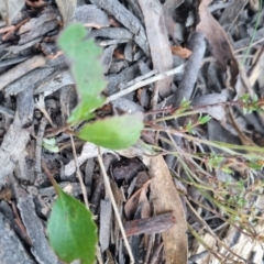 Goodenia hederacea subsp. hederacea at QPRC LGA - 13 Nov 2023