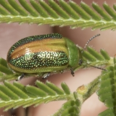 Calomela parilis (Leaf beetle) at Belconnen, ACT - 3 Nov 2023 by AlisonMilton